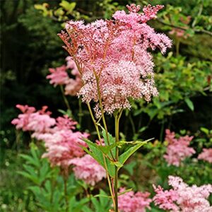 chuxay garden pink filipendula ulmaria-meadowsweet,mead wort,queen of the meadow,meadow-wort,meadow queen,dollof,meadsweet,bridewort 40 seeds lovely flowers great for garden