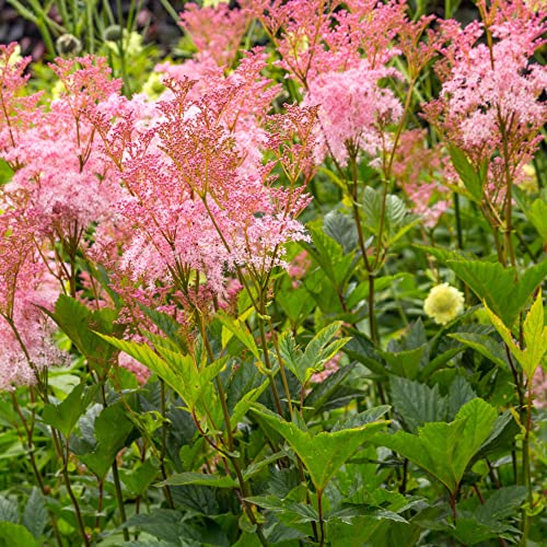 CHUXAY GARDEN Pink Filipendula Ulmaria-Meadowsweet,Mead Wort,Queen of The Meadow,Meadow-Wort,Meadow Queen,Dollof,Meadsweet,Bridewort 40 Seeds Lovely Flowers Great for Garden