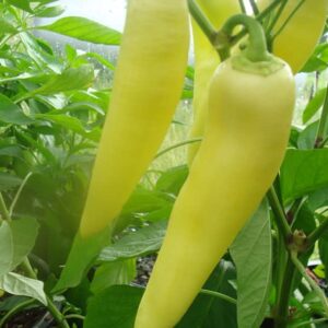 120 Sweet Hungarian Yellow Wax Pepper Seeds for Planting. 1 Gram of Seeds Heirloom Non GMO Garden Vegetable Bulk Survival