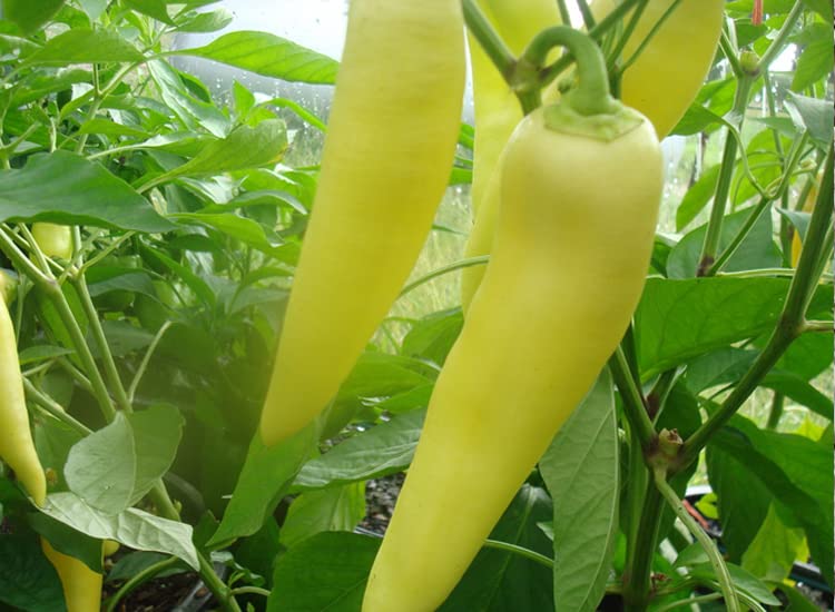 120 Sweet Hungarian Yellow Wax Pepper Seeds for Planting. 1 Gram of Seeds Heirloom Non GMO Garden Vegetable Bulk Survival