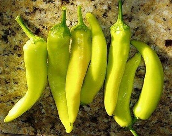 120 Sweet Hungarian Yellow Wax Pepper Seeds for Planting. 1 Gram of Seeds Heirloom Non GMO Garden Vegetable Bulk Survival