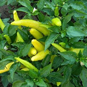 120 Sweet Hungarian Yellow Wax Pepper Seeds for Planting. 1 Gram of Seeds Heirloom Non GMO Garden Vegetable Bulk Survival