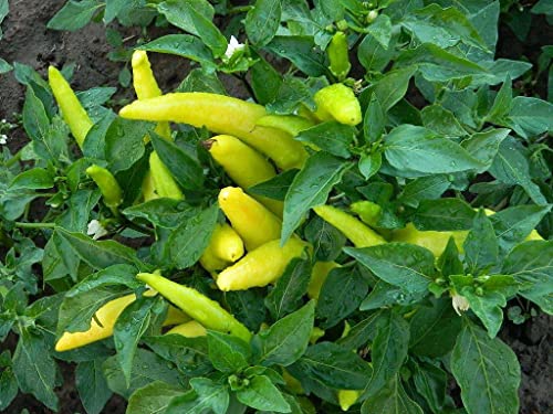 120 Sweet Hungarian Yellow Wax Pepper Seeds for Planting. 1 Gram of Seeds Heirloom Non GMO Garden Vegetable Bulk Survival