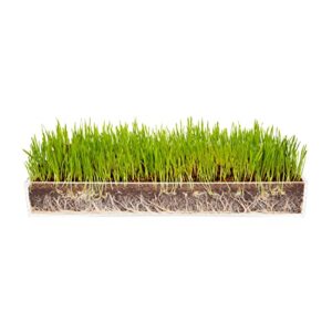 organic wheatgrass growing kit with style x 3 – plant an amazing wheat grass home garden, juice healthy shots, great for pets, cats, dogs. complete with stunning tray and accessories. (3-pack)