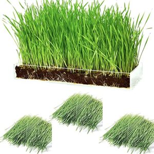 Organic Wheatgrass Growing Kit with Style x 3 – Plant an Amazing Wheat Grass Home Garden, Juice Healthy Shots, Great for Pets, Cats, Dogs. Complete with Stunning Tray and Accessories. (3-Pack)