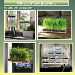 Organic Wheatgrass Growing Kit with Style x 3 – Plant an Amazing Wheat Grass Home Garden, Juice Healthy Shots, Great for Pets, Cats, Dogs. Complete with Stunning Tray and Accessories. (3-Pack)