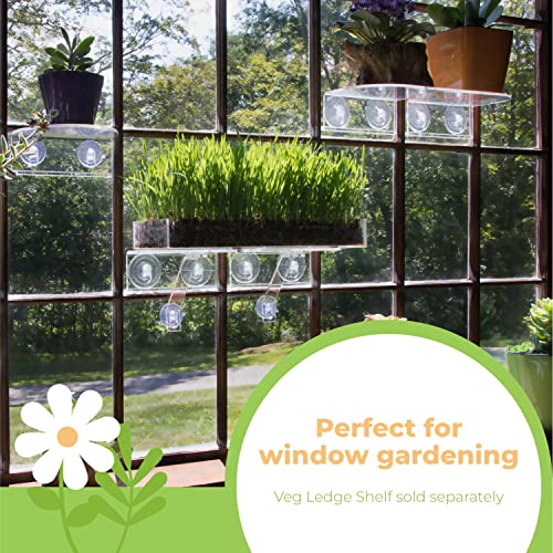 Organic Wheatgrass Growing Kit with Style x 3 – Plant an Amazing Wheat Grass Home Garden, Juice Healthy Shots, Great for Pets, Cats, Dogs. Complete with Stunning Tray and Accessories. (3-Pack)