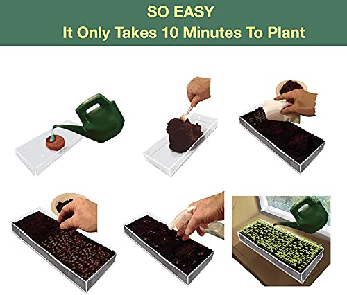 Organic Wheatgrass Growing Kit with Style x 3 – Plant an Amazing Wheat Grass Home Garden, Juice Healthy Shots, Great for Pets, Cats, Dogs. Complete with Stunning Tray and Accessories. (3-Pack)