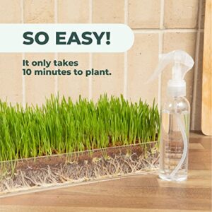 Organic Wheatgrass Growing Kit with Style x 3 – Plant an Amazing Wheat Grass Home Garden, Juice Healthy Shots, Great for Pets, Cats, Dogs. Complete with Stunning Tray and Accessories. (3-Pack)