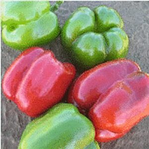 revolution sweet peppers seeds (20+ seeds) | non gmo | vegetable fruit herb flower seeds for planting | home garden greenhouse pack