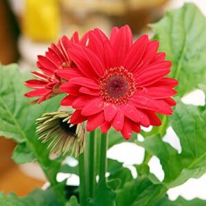 gerbera daisy seeds transvaal daisy, transvaal daisy perennial cut flowers low maintenance patio container bed border outdoor 100pcs mixed colors flower seeds by yegaol garden