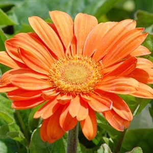 Gerbera Daisy Seeds Transvaal Daisy, Transvaal Daisy Perennial Cut Flowers Low Maintenance Patio Container Bed Border Outdoor 100Pcs Mixed Colors Flower Seeds by YEGAOL Garden