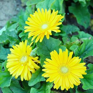 Gerbera Daisy Seeds Transvaal Daisy, Transvaal Daisy Perennial Cut Flowers Low Maintenance Patio Container Bed Border Outdoor 100Pcs Mixed Colors Flower Seeds by YEGAOL Garden