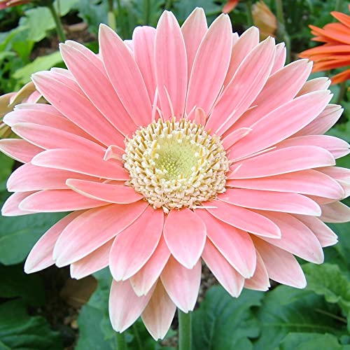 Gerbera Daisy Seeds Transvaal Daisy, Transvaal Daisy Perennial Cut Flowers Low Maintenance Patio Container Bed Border Outdoor 100Pcs Mixed Colors Flower Seeds by YEGAOL Garden