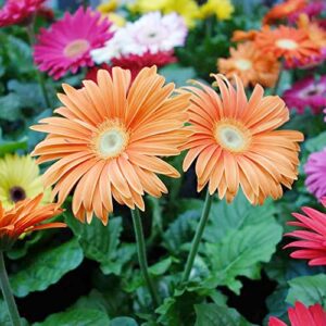 Gerbera Daisy Seeds Transvaal Daisy, Transvaal Daisy Perennial Cut Flowers Low Maintenance Patio Container Bed Border Outdoor 100Pcs Mixed Colors Flower Seeds by YEGAOL Garden