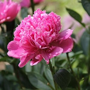 Sarah Bernhardt Garden Peony - Pink Paeonia (3 Roots)