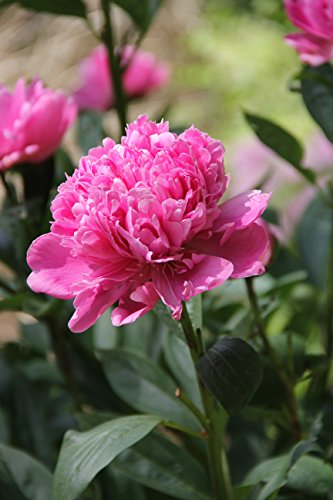 Sarah Bernhardt Garden Peony - Pink Paeonia (3 Roots)