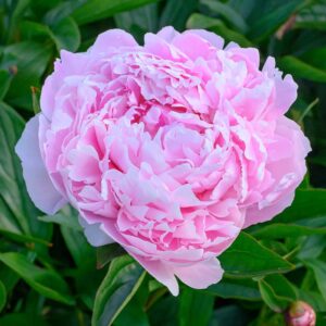 sarah bernhardt garden peony – pink paeonia (3 roots)