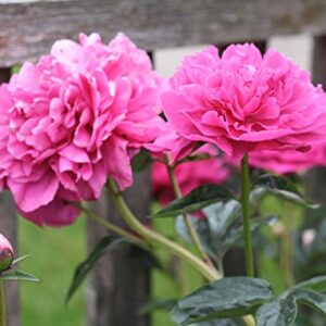 Sarah Bernhardt Garden Peony - Pink Paeonia (3 Roots)