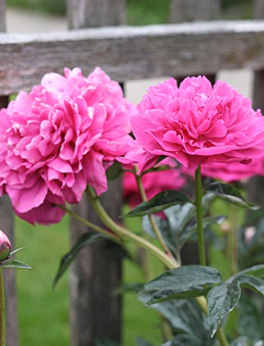 Sarah Bernhardt Garden Peony - Pink Paeonia (3 Roots)