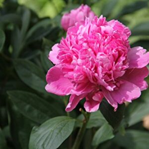 Sarah Bernhardt Garden Peony - Pink Paeonia (3 Roots)