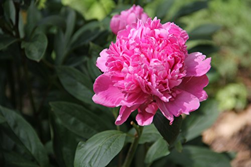 Sarah Bernhardt Garden Peony - Pink Paeonia (3 Roots)