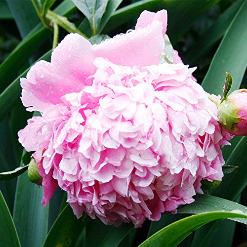 Sarah Bernhardt Garden Peony - Pink Paeonia (3 Roots)