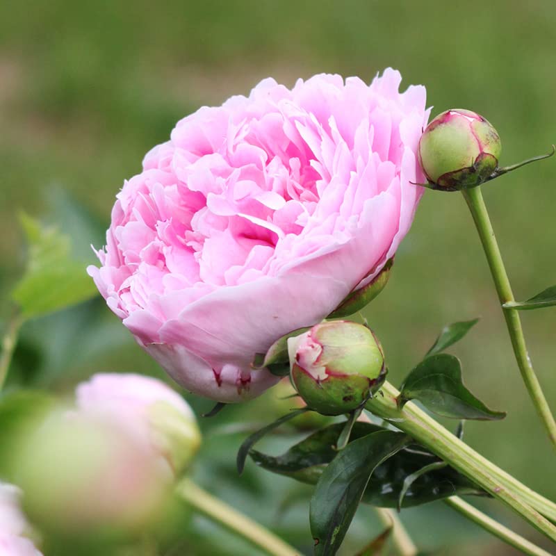 Sarah Bernhardt Garden Peony - Pink Paeonia (3 Roots)