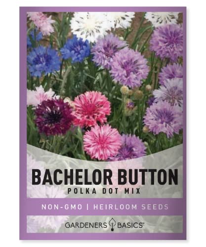 Bachelor Button Seeds for Planting Cornflower (Polka Dot Mix) - Pretty Mix of Bachelors Buttons Seeds Open Pollinated, Non-GMO, Great for Cut Flower Gardens by Gardeners Basics