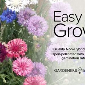 Bachelor Button Seeds for Planting Cornflower (Polka Dot Mix) - Pretty Mix of Bachelors Buttons Seeds Open Pollinated, Non-GMO, Great for Cut Flower Gardens by Gardeners Basics