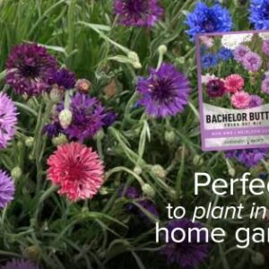 Bachelor Button Seeds for Planting Cornflower (Polka Dot Mix) - Pretty Mix of Bachelors Buttons Seeds Open Pollinated, Non-GMO, Great for Cut Flower Gardens by Gardeners Basics