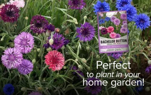 Bachelor Button Seeds for Planting Cornflower (Polka Dot Mix) - Pretty Mix of Bachelors Buttons Seeds Open Pollinated, Non-GMO, Great for Cut Flower Gardens by Gardeners Basics