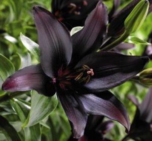 landini asiatic lily blooming size bulb for beautiful black lily flowers in your garden – clarence