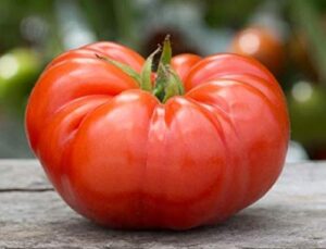 david’s garden seeds tomato determinate beefsteak 8472 (red) 25 non-gmo, heirloom seeds