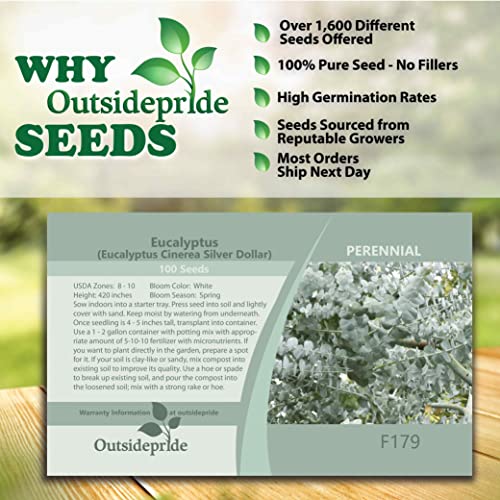 Outsidepride Eucalyptus Silver Dollar Tree Garden Seeds - 50 Seeds