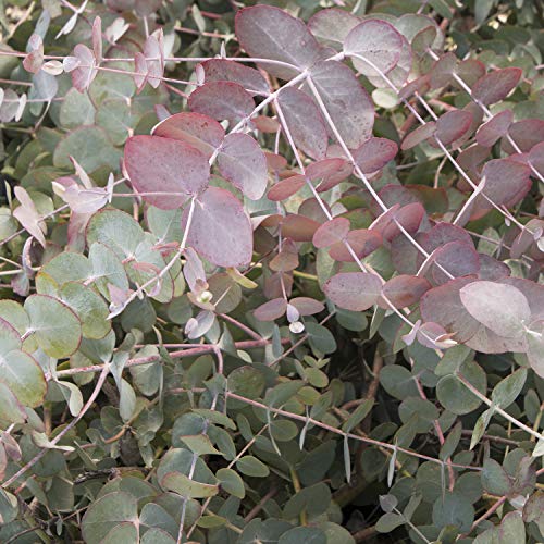 Outsidepride Eucalyptus Silver Dollar Tree Garden Seeds - 50 Seeds