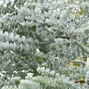 Outsidepride Eucalyptus Silver Dollar Tree Garden Seeds - 50 Seeds