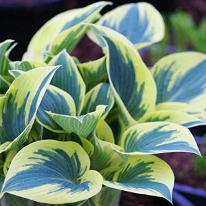 first frost hosta – perennial shade garden flower bulb root, blueish green and white leaves