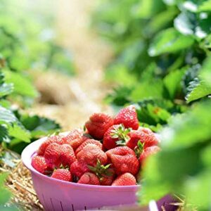 Red Strawberry Climbing Strawberry Fruit Plant Seeds Home Garden New 300 pcs