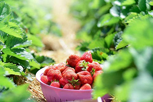 Red Strawberry Climbing Strawberry Fruit Plant Seeds Home Garden New 300 pcs