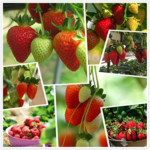 Red Strawberry Climbing Strawberry Fruit Plant Seeds Home Garden New 300 pcs