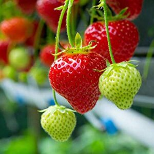 Red Strawberry Climbing Strawberry Fruit Plant Seeds Home Garden New 300 pcs