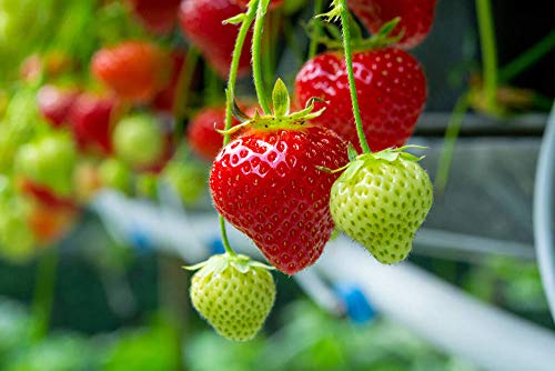 Red Strawberry Climbing Strawberry Fruit Plant Seeds Home Garden New 300 pcs