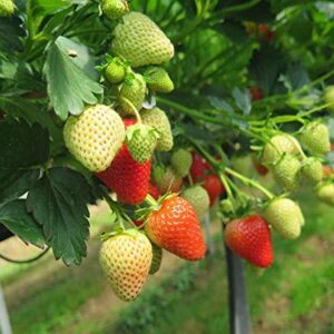 Red Strawberry Climbing Strawberry Fruit Plant Seeds Home Garden New 300 pcs