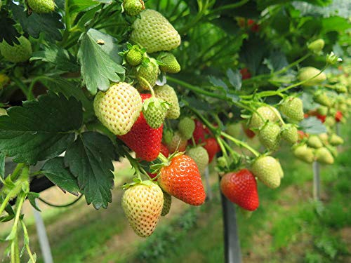 Red Strawberry Climbing Strawberry Fruit Plant Seeds Home Garden New 300 pcs