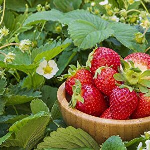 Red Strawberry Climbing Strawberry Fruit Plant Seeds Home Garden New 300 pcs