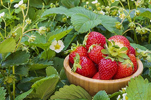 Red Strawberry Climbing Strawberry Fruit Plant Seeds Home Garden New 300 pcs