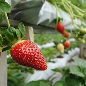 Red Strawberry Climbing Strawberry Fruit Plant Seeds Home Garden New 300 pcs