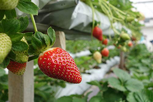 Red Strawberry Climbing Strawberry Fruit Plant Seeds Home Garden New 300 pcs