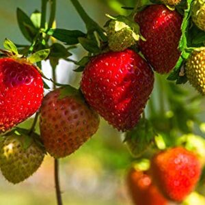 Red Strawberry Climbing Strawberry Fruit Plant Seeds Home Garden New 300 pcs